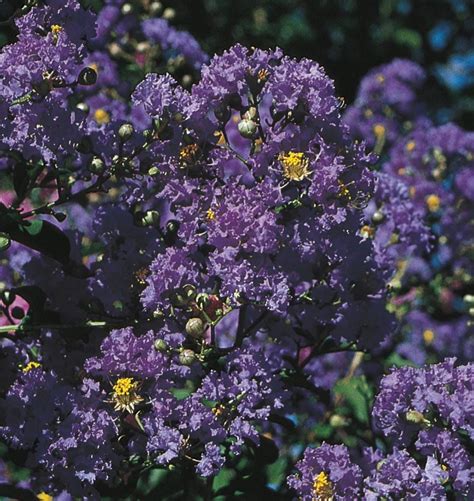The Seasonal Beauty of Purple Magic Crape Myrtle